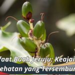 Manfaat Buah Jeruju: Keajaiban Kesehatan yang Tersembunyi