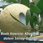 Manfaat Buah Kawista: Khasiat Luar Biasa dalam Setiap Gigitan