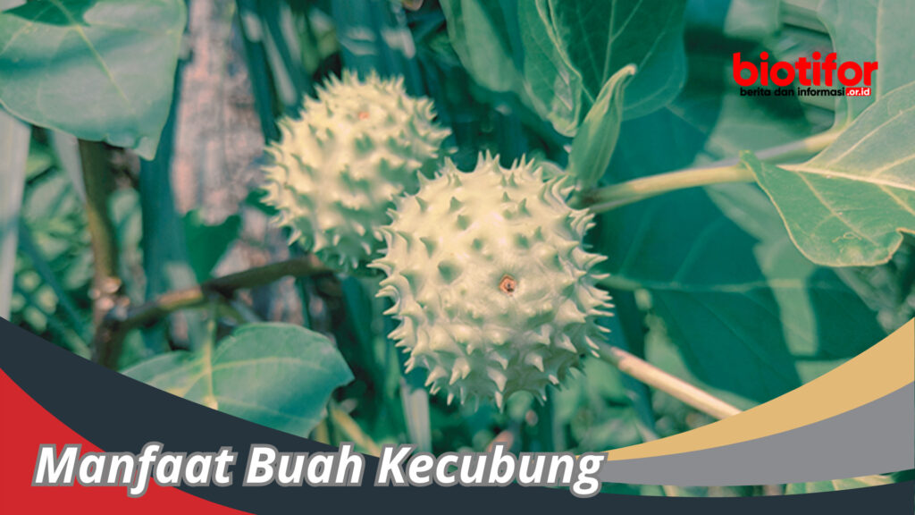 Manfaat Buah Kecubung: Tanaman Beracun yang Berpotensi Menakjubkan