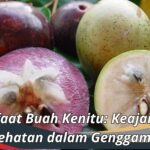 Manfaat Buah Kenitu: Keajaiban Kesehatan dalam Genggaman