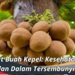 Manfaat Buah Kepel: Kesehatan Luar dan Dalam Tersembunyi