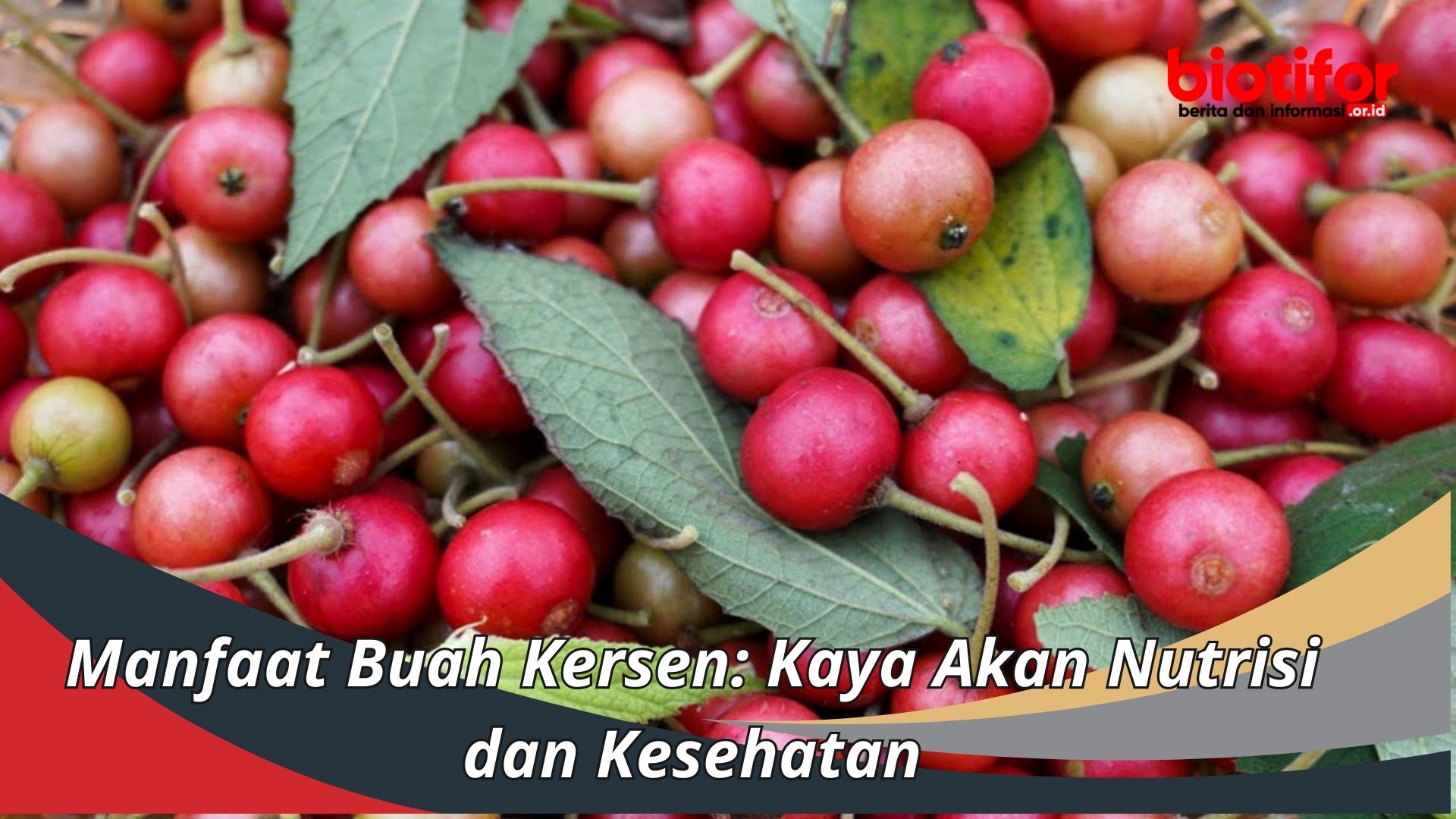 Manfaat Buah Kersen: Kaya Akan Nutrisi dan Kesehatan