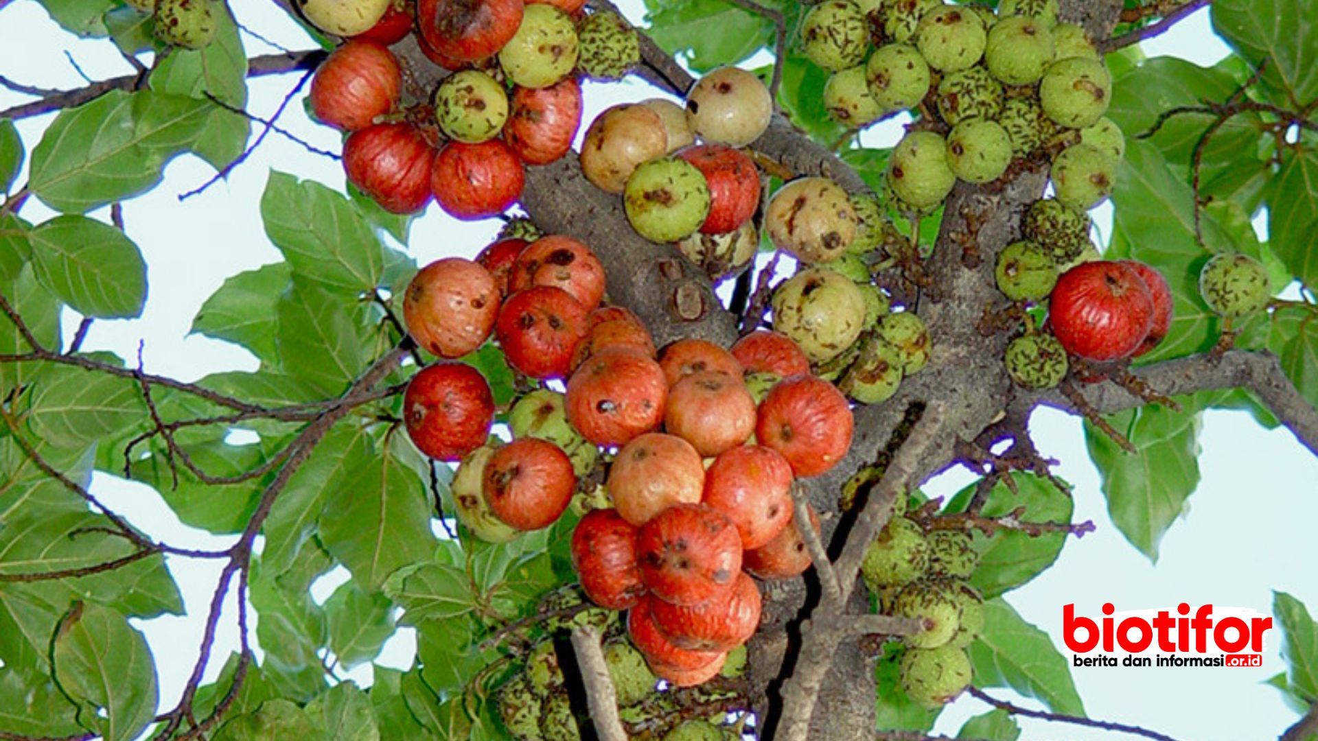 Manfaat Buah Loa: Khasiat Luar Biasa yang Perlu Anda Ketahui