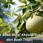 Manfaat Buah Maja: Khasiat Luar Biasa dari Buah Tropis