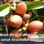 Manfaat Buah Melinjo: Khasiat Luar Biasa untuk Kesehatan Anda