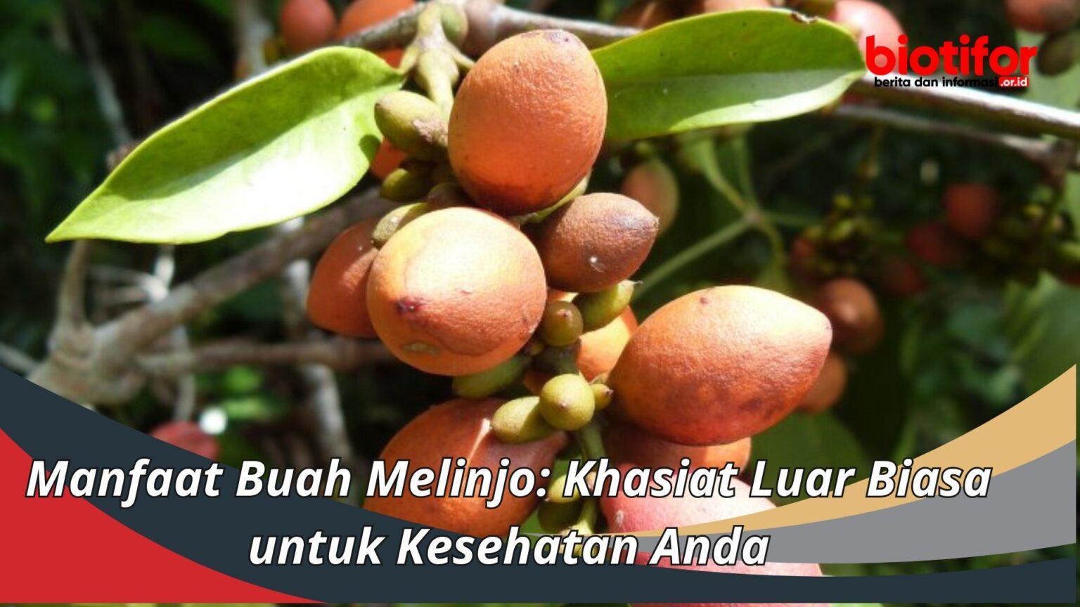 Melinjo: Si Buah Kontroversial dengan Segudang Manfaat dan Cara Penyajian yang Menggugah Selera