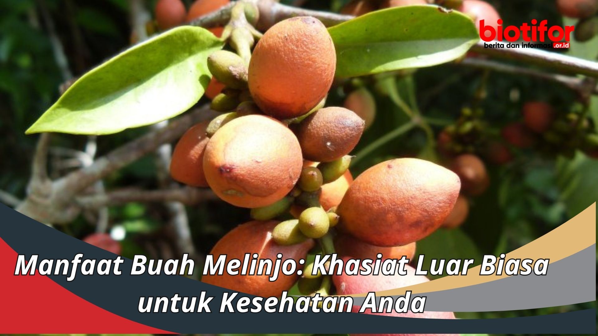 Manfaat Buah Melinjo: Khasiat Luar Biasa untuk Kesehatan Anda
