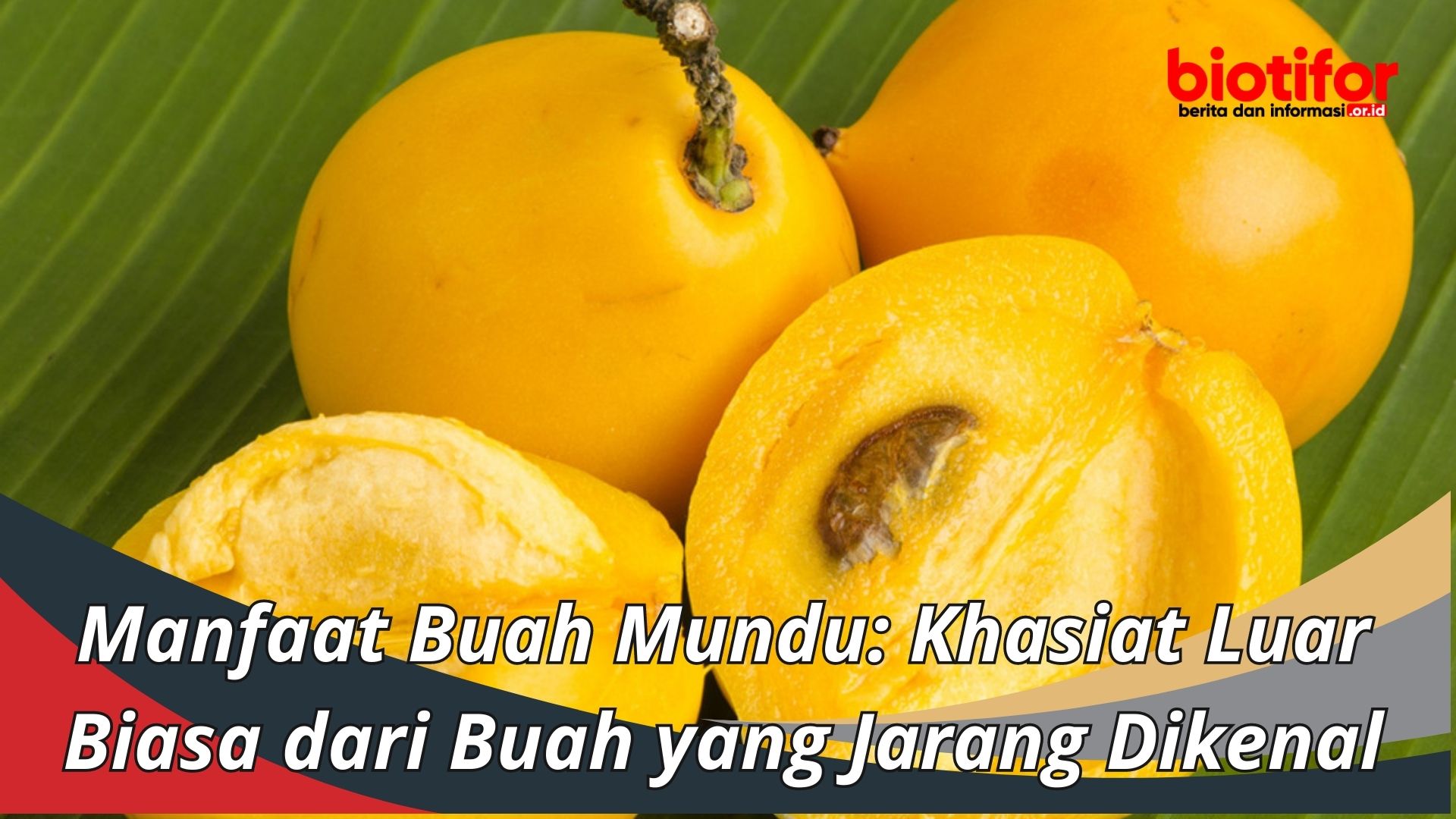 Manfaat Buah Mundu: Khasiat Luar Biasa dari Buah yang Jarang Dikenal