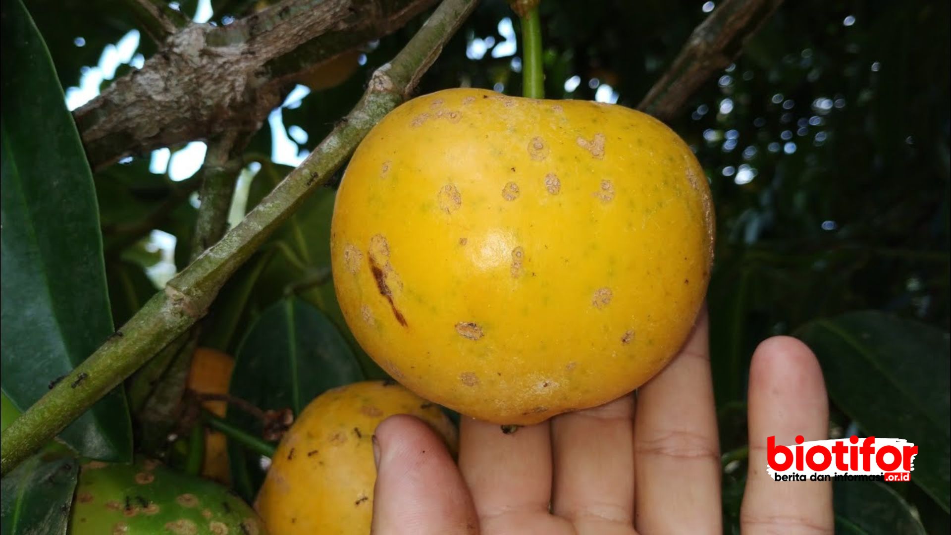 Manfaat Buah Mundu