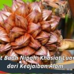 Manfaat Buah Nipah: Khasiat Luar Biasa dari Keajaiban Alam