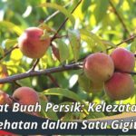 Manfaat Buah Persik: Kelezatan dan Kesehatan dalam Satu Gigitan