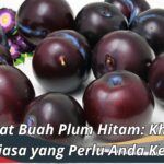 Manfaat Buah Plum Hitam Khasiat Luar Biasa yang Perlu Anda Ketahui