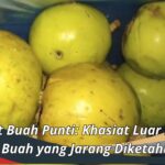 Manfaat Buah Punti: Khasiat Luar Biasa dari Buah yang Jarang Diketahui