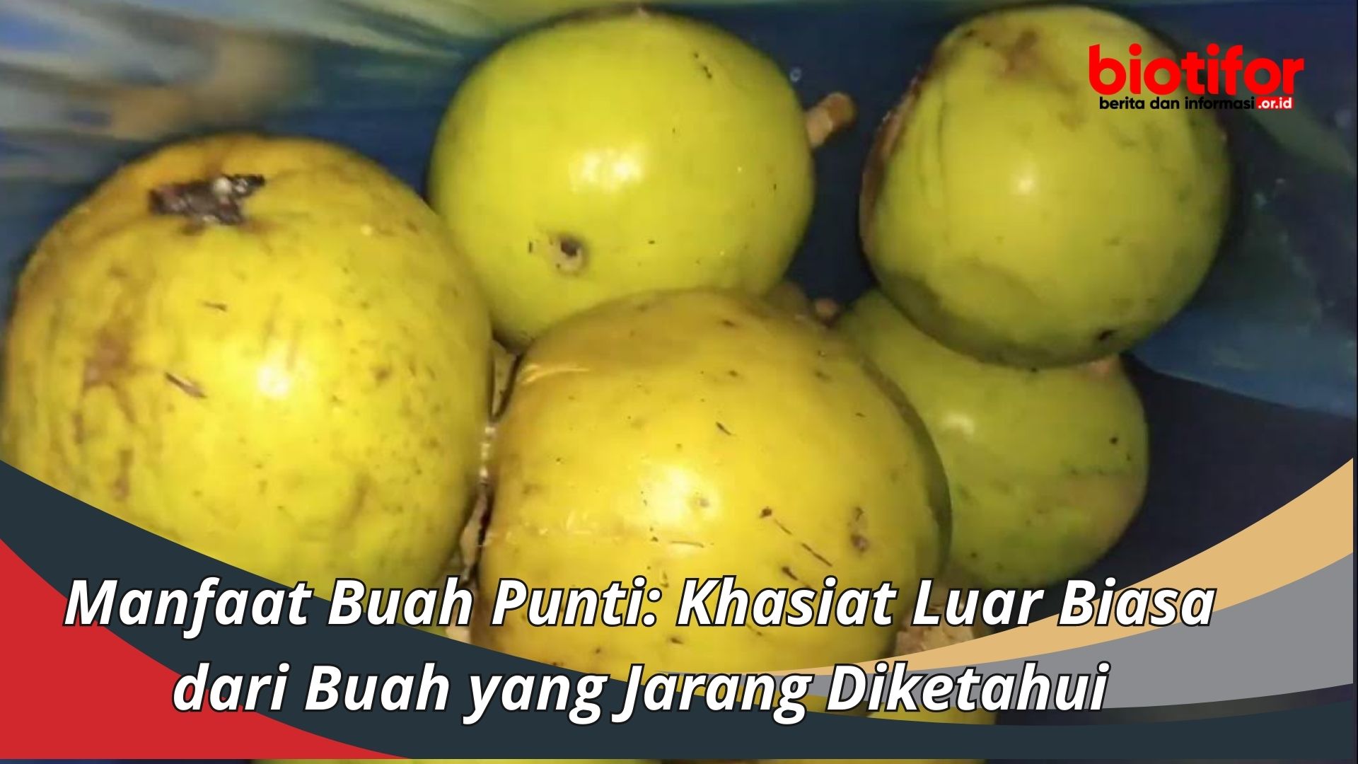 Manfaat Buah Punti: Khasiat Luar Biasa dari Buah yang Jarang Diketahui