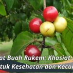 Manfaat Buah Rukem: Khasiat Luar Biasa untuk Kesehatan dan Kecantikan