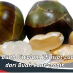 Manfaat Buah Siwalan: Khasiat Luar Biasa dari Buah Laut Tropis