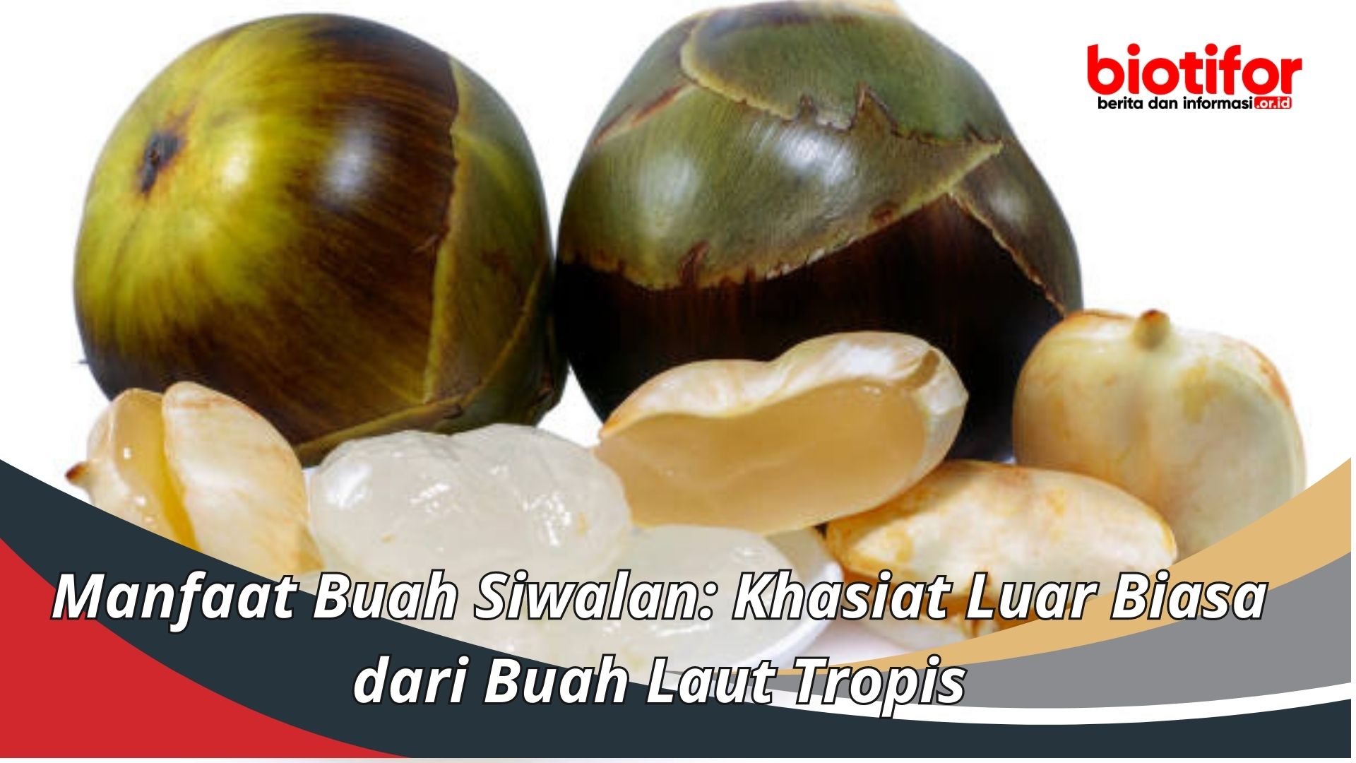 Manfaat Buah Siwalan: Khasiat Luar Biasa dari Buah Laut Tropis