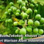 Manfaat Buah Takokak: Khasiat Luar Biasa dari Warisan Alam Indonesia