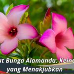 Manfaat Bunga Alamanda: Keindahan yang Menakjubkan