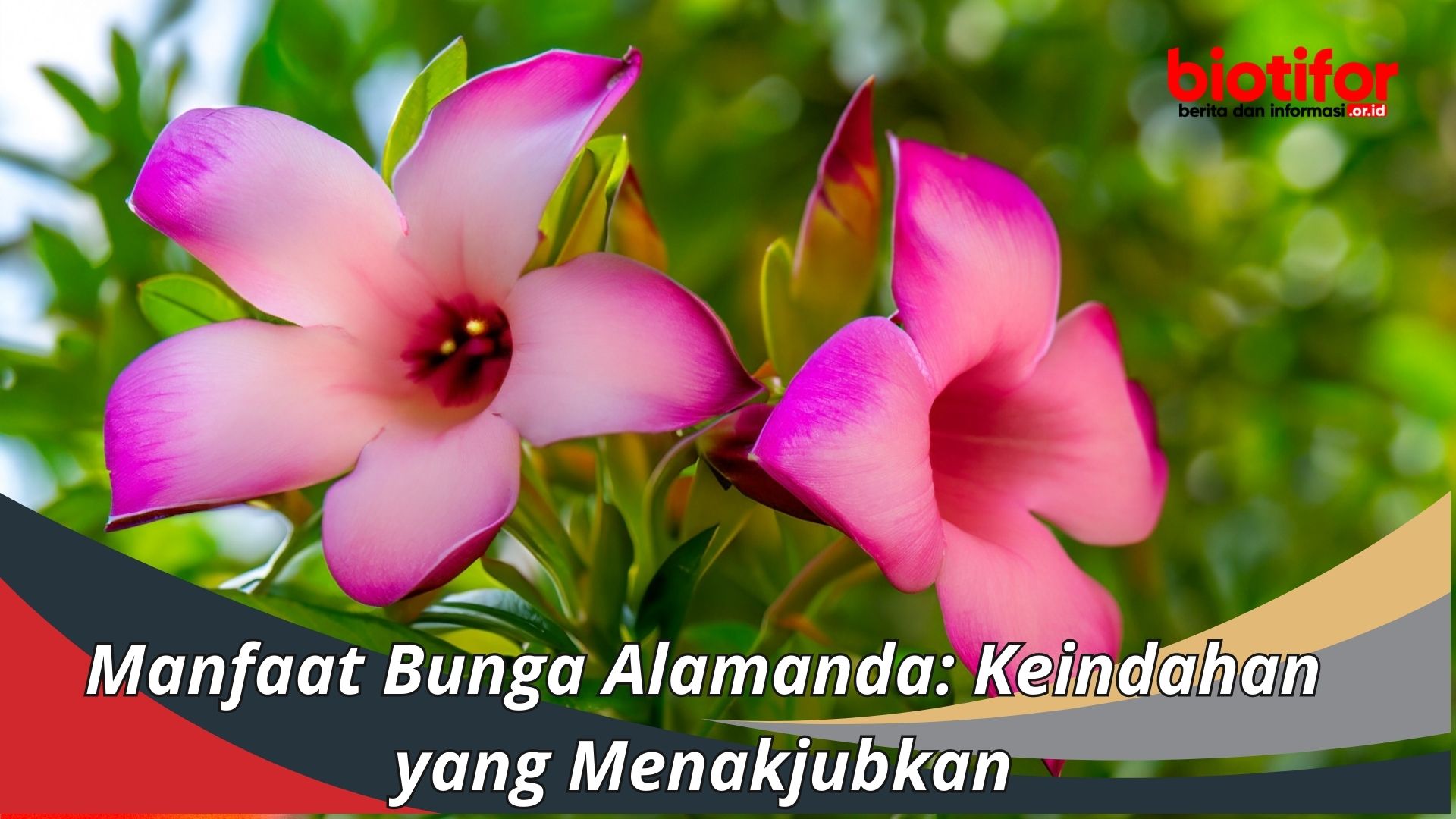 Manfaat Bunga Alamanda: Keindahan yang Menakjubkan