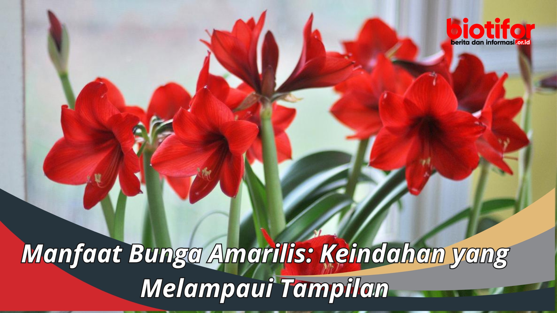 Manfaat Bunga Amarilis: Keindahan yang Melampaui Tampilan
