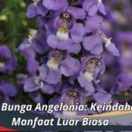 Manfaat Bunga Angelonia: Keindahan dan Manfaat Luar Biasa