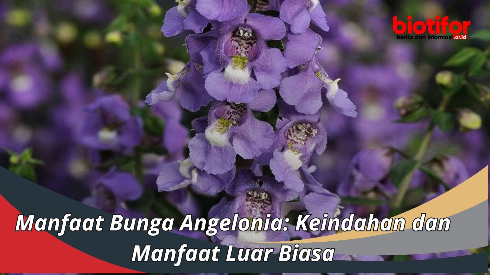 Manfaat Bunga Angelonia: Keindahan dan Manfaat Luar Biasa