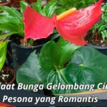 Manfaat Bunga Gelombang Cinta: Pesona yang Romantis