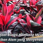 Manfaat Bunga Hanjuang Merah: Keajaiban Alam yang Menyehatkan