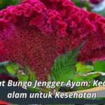 Manfaat Bunga Jengger Ayam: Keajaiban alam untuk Kesehatan