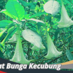 Manfaat Bunga Kecubung