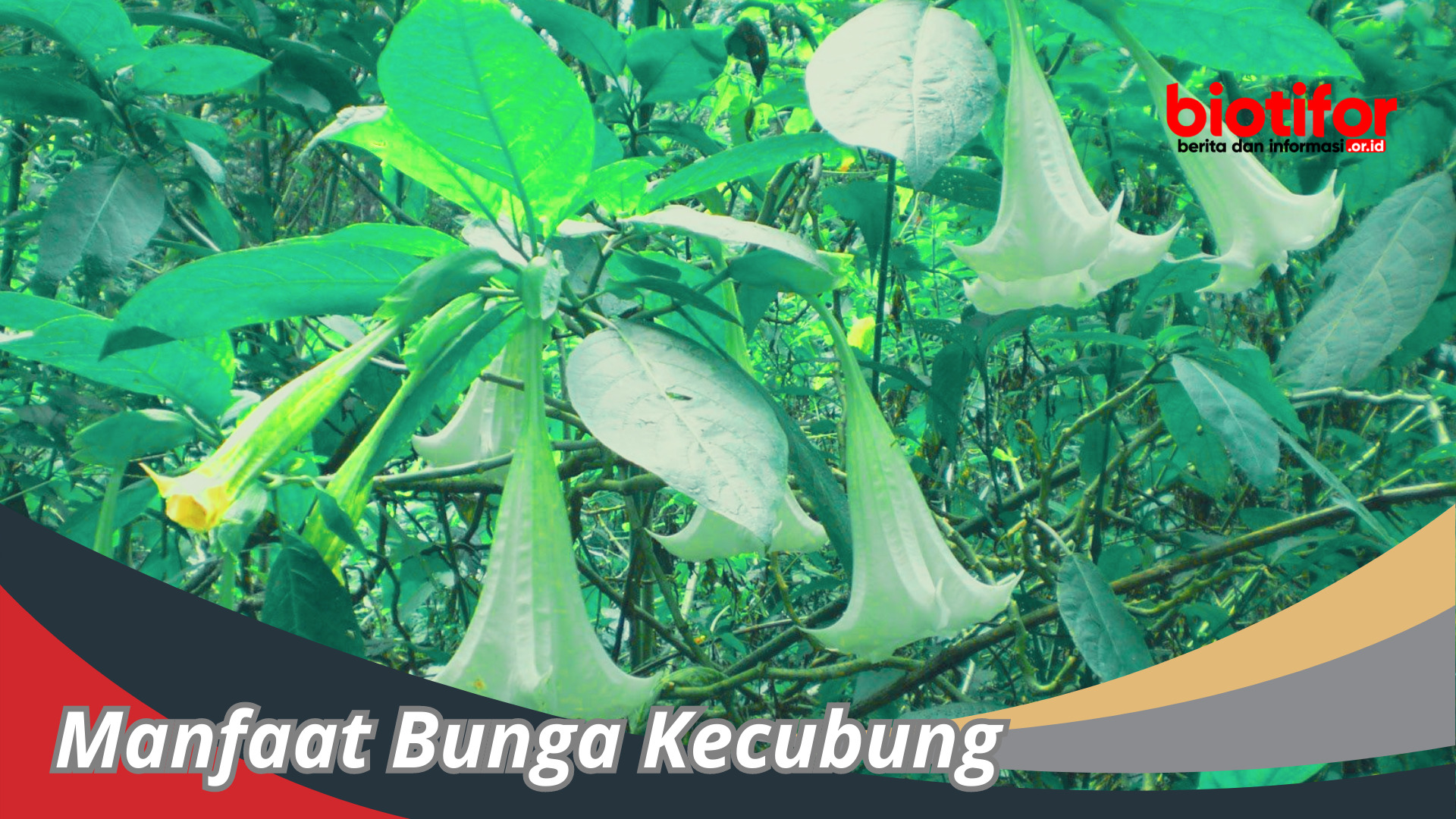 Manfaat Bunga Kecubung : Keajaiban Bunga Yang Mempesona