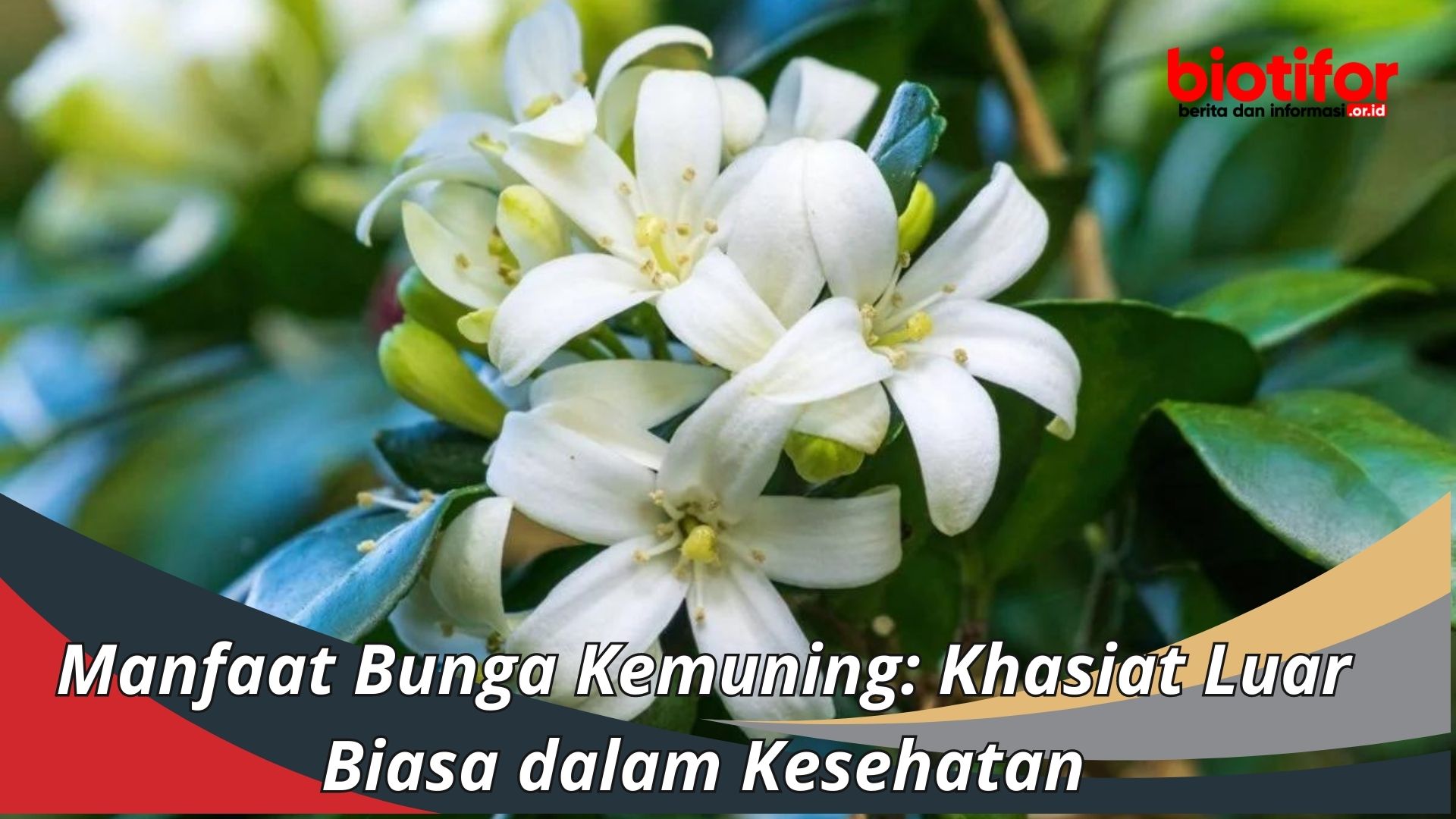 Manfaat Bunga Kemuning: Khasiat Luar Biasa dalam Kesehatan