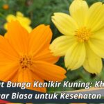 Manfaat Bunga Kenikir Kuning: Khasiat Luar Biasa untuk Kesehatan