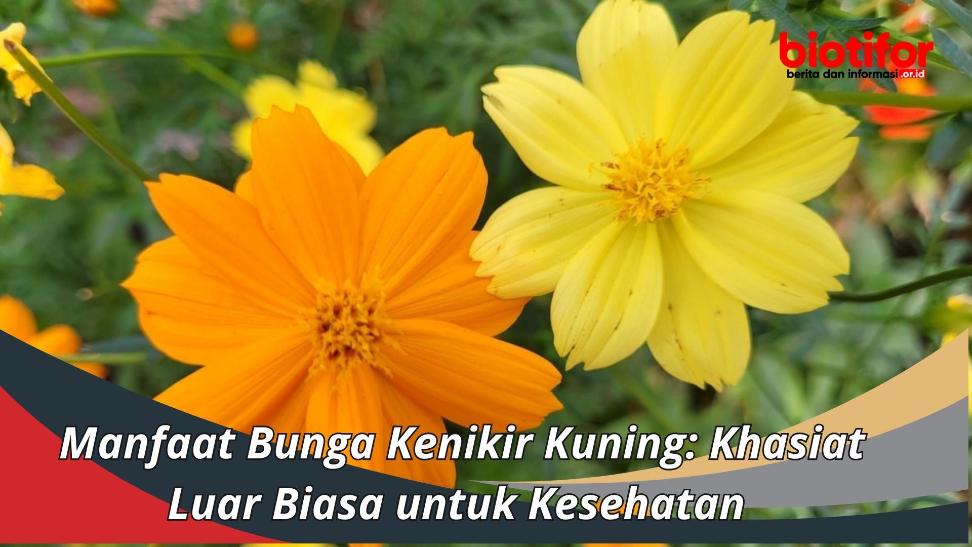 Manfaat Bunga Kenikir Kuning: Khasiat Luar Biasa untuk Kesehatan