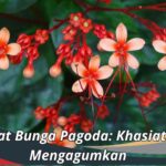 Manfaat Bunga Pagoda: Khasiat yang Mengagumkan