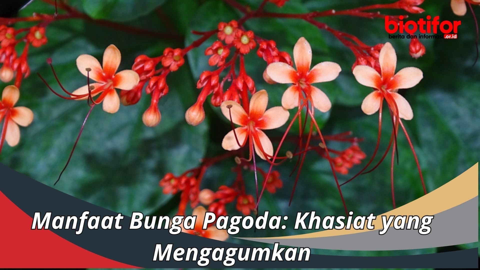 Manfaat Bunga Pagoda: Khasiat yang Mengagumkan
