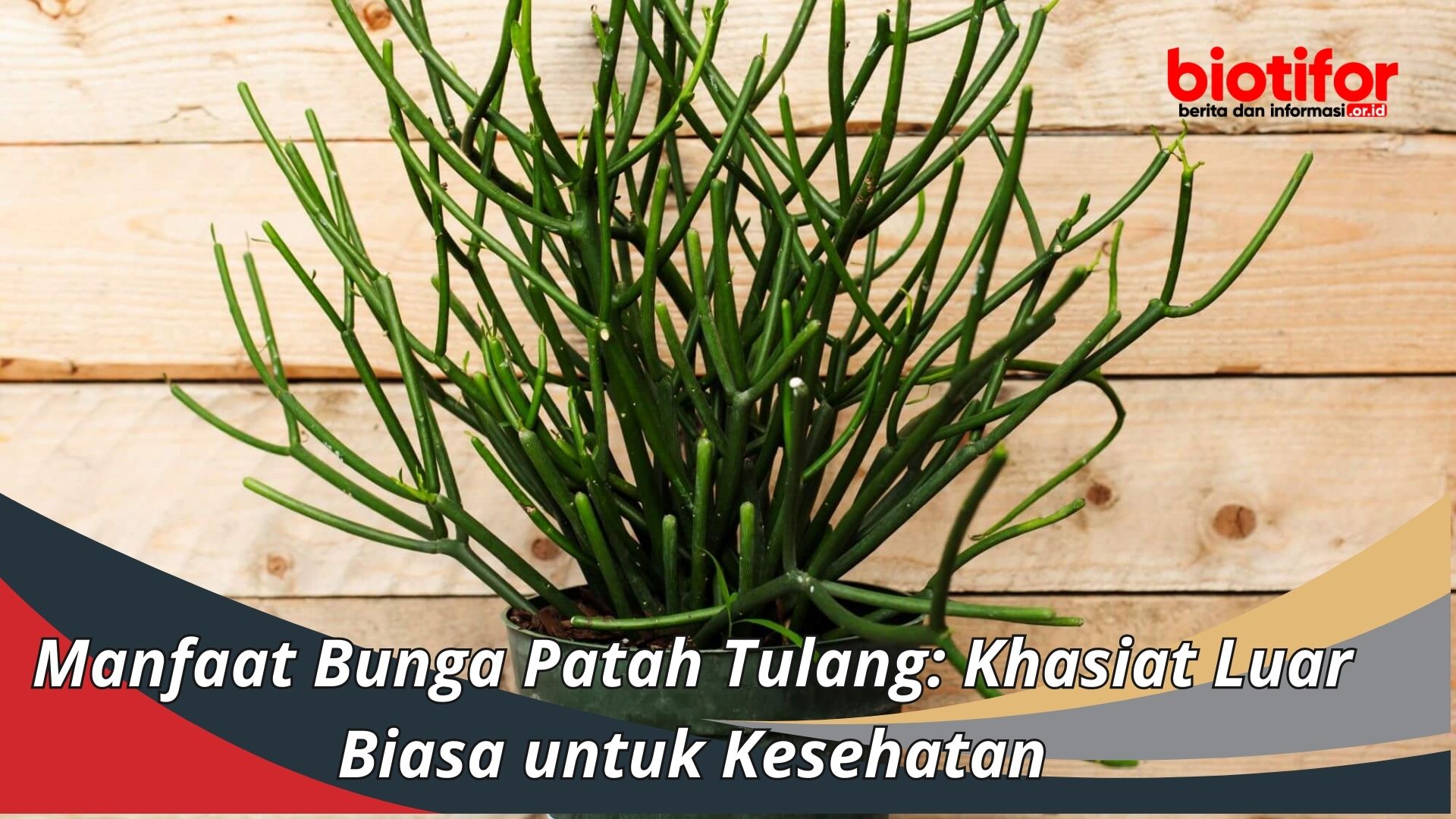 Manfaat Bunga Patah Tulang: Khasiat Luar Biasa untuk Kesehatan