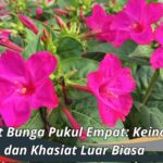 Manfaat Bunga Pukul Empat: Keindahan dan Khasiat Luar Biasa