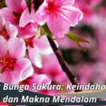 Manfaat Bunga Sakura: Keindahan Alam dan Makna Mendalam