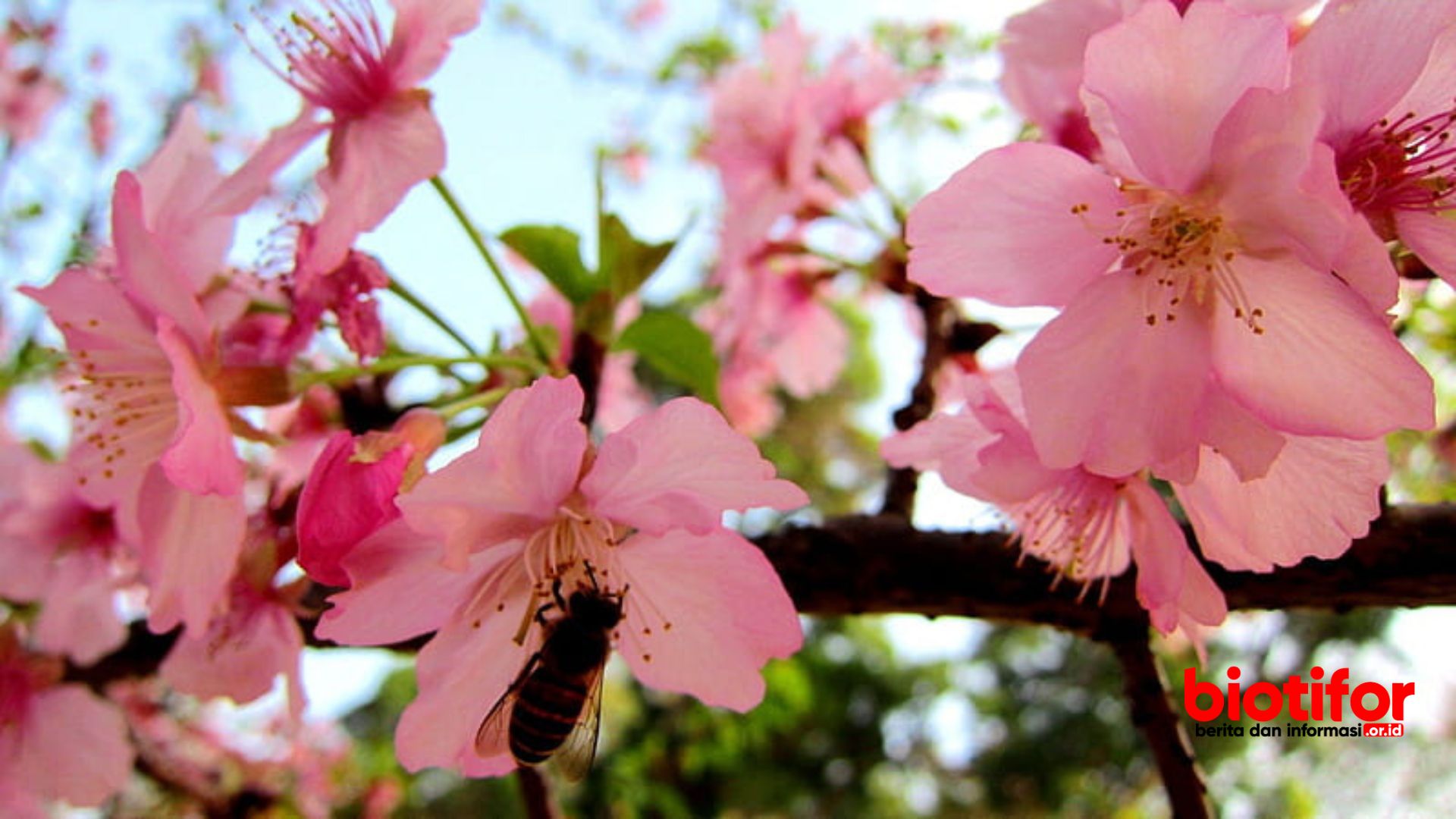 Manfaat Bunga Sakura