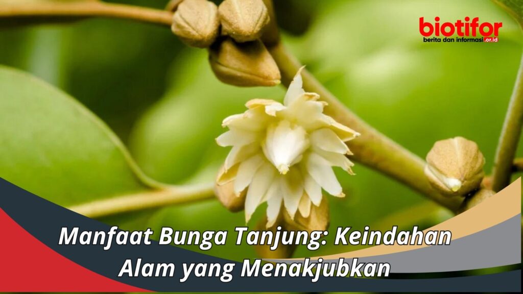 Manfaat Bunga Tanjung: Keindahan Alam yang Menakjubkan - Biotifor