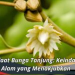 Manfaat Bunga Tanjung: Keindahan Alam yang Menakjubkan