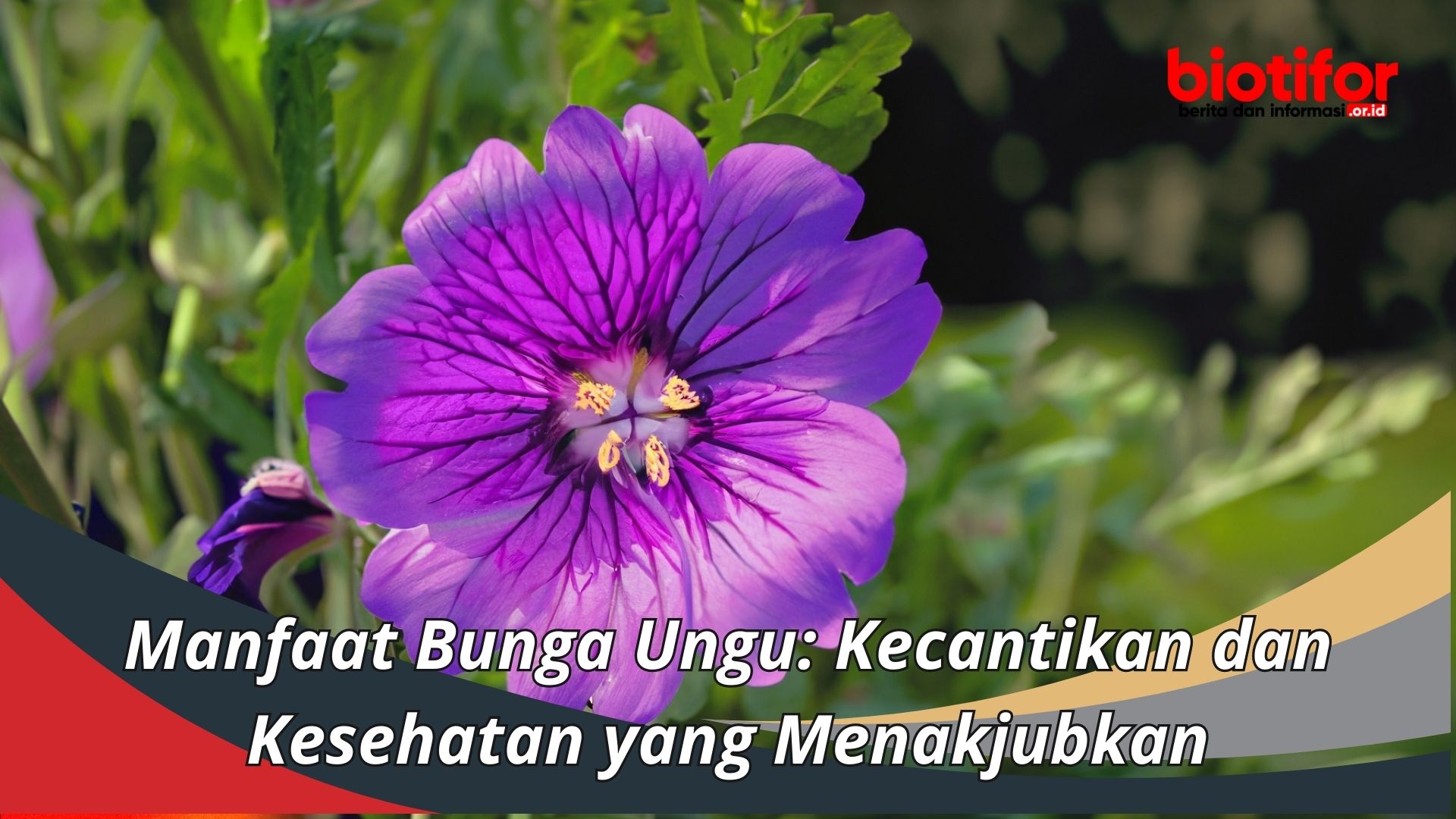 Manfaat Bunga Ungu: Kecantikan dan Kesehatan yang Menakjubkan