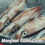 Manfaat Cumi-Cumi