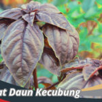 Manfaat Daun Kecubung