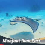 Manfaat Ikan Pari