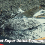 Manfaat Kapur Untuk Tanaman