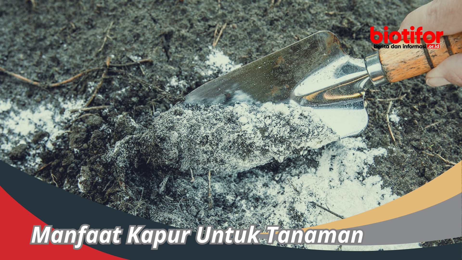 Manfaat Kapur Untuk Tanaman : Peningkatan Pertumbuhan