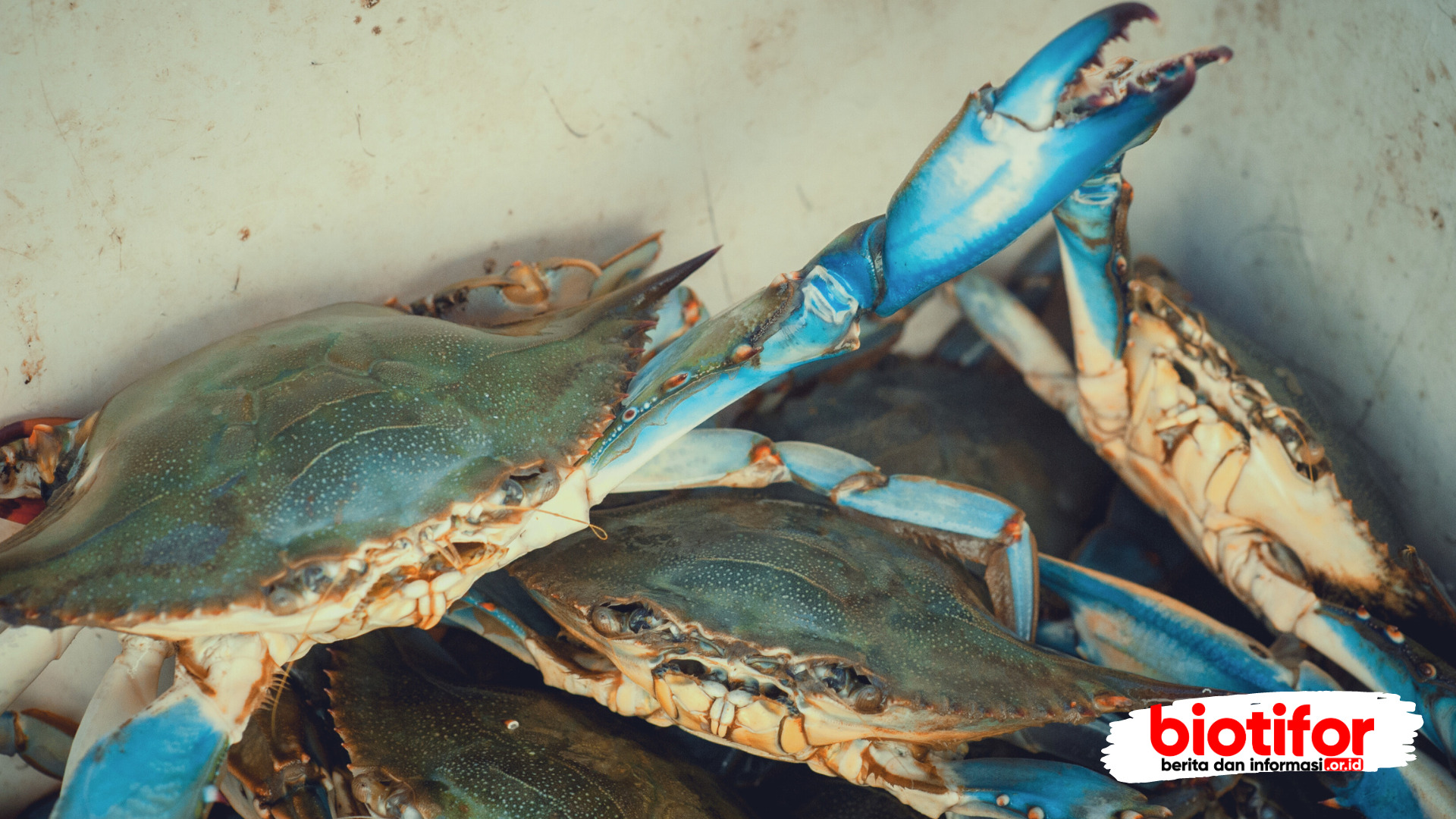 manfaat kepiting